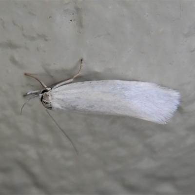 Xylorycta (genus) (A concealer moth) at Paddys River, ACT - 22 Dec 2021 by CathB