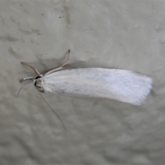 Xylorycta (genus) (A concealer moth) at Paddys River, ACT - 22 Dec 2021 by CathB