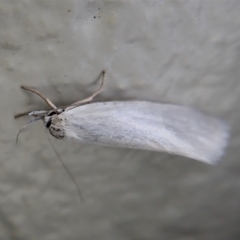 Xylorycta (genus) at Paddys River, ACT - 22 Dec 2021