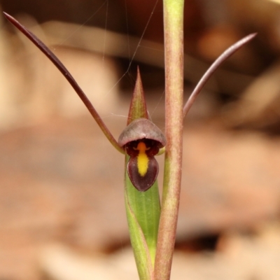 Orthoceras strictum (Horned Orchid) at Woodlands, NSW - 24 Dec 2021 by Snowflake