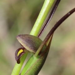 Orthoceras strictum at Woodlands, NSW - suppressed