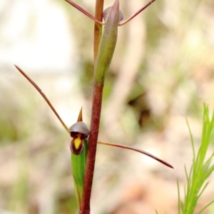 Orthoceras strictum at Woodlands, NSW - suppressed