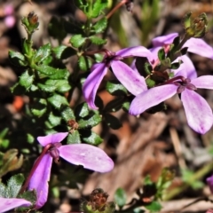 Tetratheca bauerifolia (Heath Pink-bells) at Namadgi National Park - 21 Dec 2021 by JohnBundock