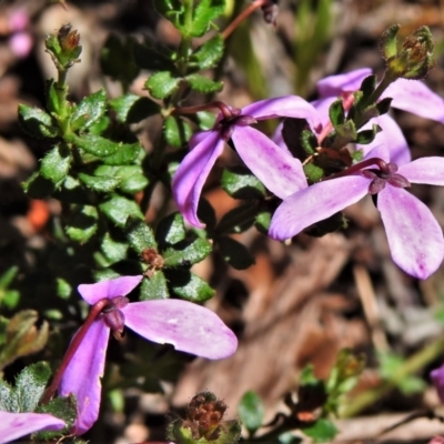 Tetratheca bauerifolia (Heath Pink-bells) at Cotter River, ACT - 21 Dec 2021 by JohnBundock