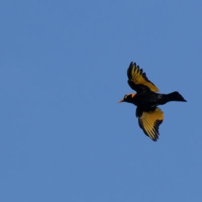 Sericulus chrysocephalus (Regent Bowerbird) at Port Macquarie, NSW - 30 Dec 2020 by rawshorty