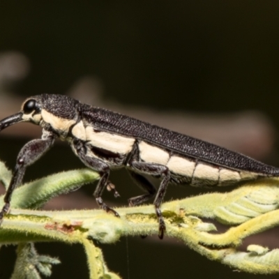 Rhinotia phoenicoptera (Belid weevil) at Aranda Bushland - 23 Dec 2021 by Roger