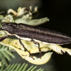 Rhinotia phoenicoptera at Molonglo Valley, ACT - 24 Dec 2021