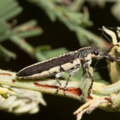 Rhinotia adelaidae (A belid weevil) at Aranda Bushland - 23 Dec 2021 by Roger