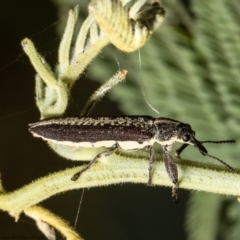 Rhinotia adelaidae at Molonglo Valley, ACT - 24 Dec 2021