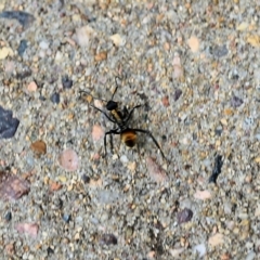 Polyrhachis ammon (Golden-spined Ant, Golden Ant) at Pambula Beach, NSW - 23 Dec 2021 by KylieWaldon