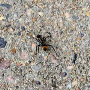 Polyrhachis ammon at Pambula Beach, NSW - 24 Dec 2021 10:09 AM