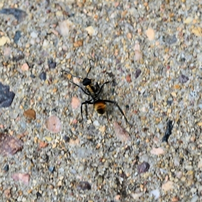 Unidentified Ant (Hymenoptera, Formicidae) at Pambula Beach, NSW - 23 Dec 2021 by KylieWaldon