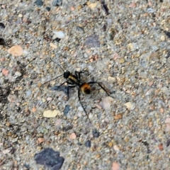 Polyrhachis ammon at Pambula Beach, NSW - 24 Dec 2021