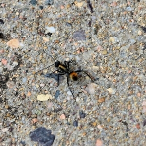 Polyrhachis ammon at Pambula Beach, NSW - 24 Dec 2021