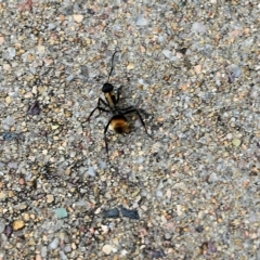 Polyrhachis ammon at Pambula Beach, NSW - 24 Dec 2021