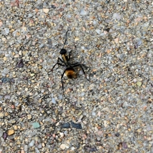 Polyrhachis ammon at Pambula Beach, NSW - 24 Dec 2021