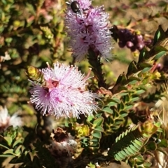 Melaleuca gibbosa (Slender Honey-myrtle) at Cassini, SA - 23 Dec 2021 by LD12