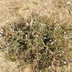 Melaleuca gibbosa at suppressed - suppressed