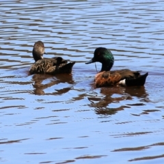 Anas castanea (Chestnut Teal) at Boydtown, NSW - 21 Dec 2021 by KylieWaldon