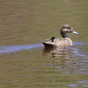 Anas gracilis at Boydtown, NSW - 21 Dec 2021 12:08 PM