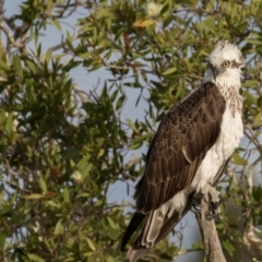 Pandion haliaetus (Osprey) at Lake Cathie, NSW - 30 Apr 2016 by rawshorty