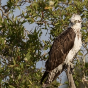 Pandion haliaetus at Lake Cathie, NSW - suppressed