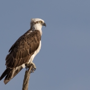 Pandion haliaetus at Lake Cathie, NSW - 30 Apr 2016