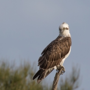 Pandion haliaetus at Lake Cathie, NSW - 30 Apr 2016