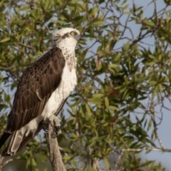 Pandion haliaetus at Lake Cathie, NSW - 30 Apr 2016