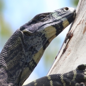 Varanus varius at Boydtown, NSW - 21 Dec 2021