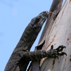 Varanus varius at Boydtown, NSW - suppressed