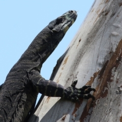 Varanus varius at Boydtown, NSW - 21 Dec 2021