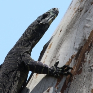 Varanus varius at Boydtown, NSW - suppressed