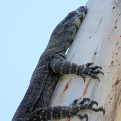 Varanus varius at Boydtown, NSW - 21 Dec 2021