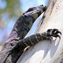 Varanus varius at Boydtown, NSW - 21 Dec 2021