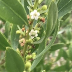 Myoporum insulare at Ventnor, VIC - 15 Dec 2021 08:01 PM