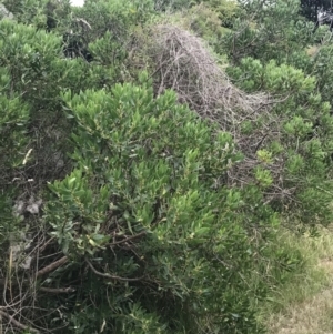 Myoporum insulare at Ventnor, VIC - 15 Dec 2021 08:01 PM