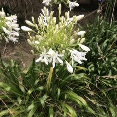 Agapanthus praecox subsp. orientalis (Agapanthus) at Ventnor, VIC - 15 Dec 2021 by Tapirlord