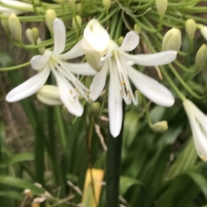 Agapanthus praecox subsp. orientalis at Ventnor, VIC - 15 Dec 2021 08:01 PM