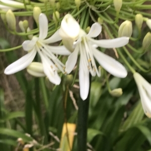 Agapanthus praecox subsp. orientalis at Ventnor, VIC - 15 Dec 2021