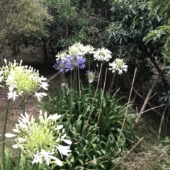 Agapanthus praecox subsp. orientalis at Ventnor, VIC - 15 Dec 2021 08:01 PM