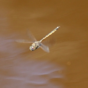 Hemicordulia tau at Boydtown, NSW - 21 Dec 2021