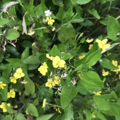 Goodenia ovata (Hop Goodenia) at Ventnor, VIC - 15 Dec 2021 by Tapirlord