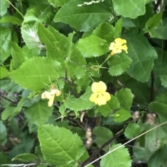 Goodenia ovata at Ventnor, VIC - 15 Dec 2021 08:02 PM