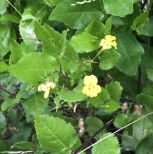 Goodenia ovata at Ventnor, VIC - 15 Dec 2021