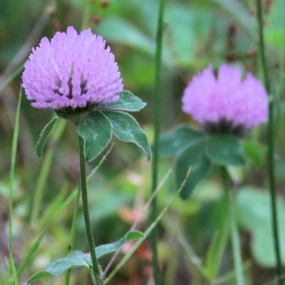 Trifolium pratense (Red Clover) at South East Forest National Park - 21 Dec 2021 by KylieWaldon