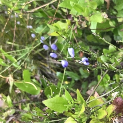 Comesperma volubile (Love Creeper) at Ventnor, VIC - 15 Dec 2021 by Tapirlord