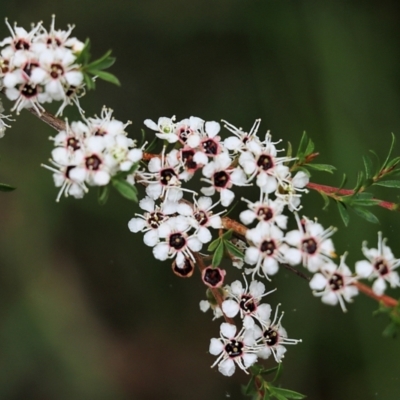 Leptospermum (genus) (Tea Tree) at Wyndham, NSW - 22 Dec 2021 by KylieWaldon
