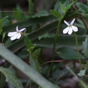 Lobelia purpurascens at Wyndham, NSW - 22 Dec 2021