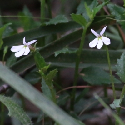 Lobelia purpurascens (White Root) at South East Forest National Park - 21 Dec 2021 by KylieWaldon